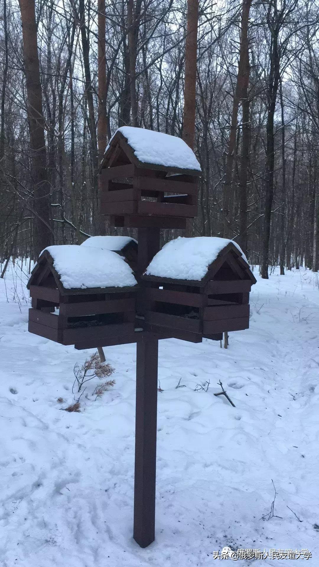 小松鼠的家在哪里是什么样的,寻找小松鼠的家