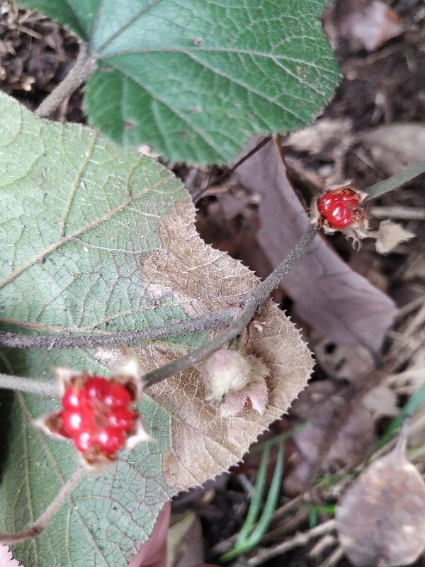 杭州市周末自驾游去哪里好玩,杭州出发周末旅游攻略