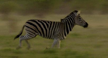 非洲斑马，食草动物界扛把子