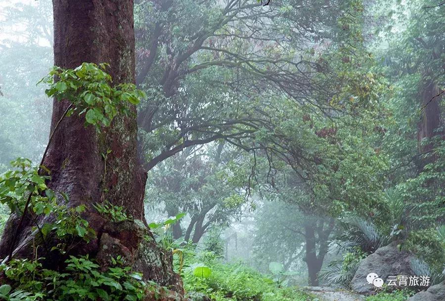 山海闽西南|乐吃、乐游、乐开怀！带上这份攻略，玩转云霄白石村~