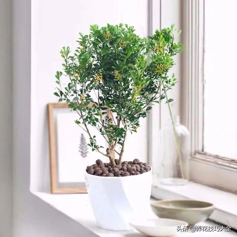 什么品种的香水花最好养,10种最香的香水花