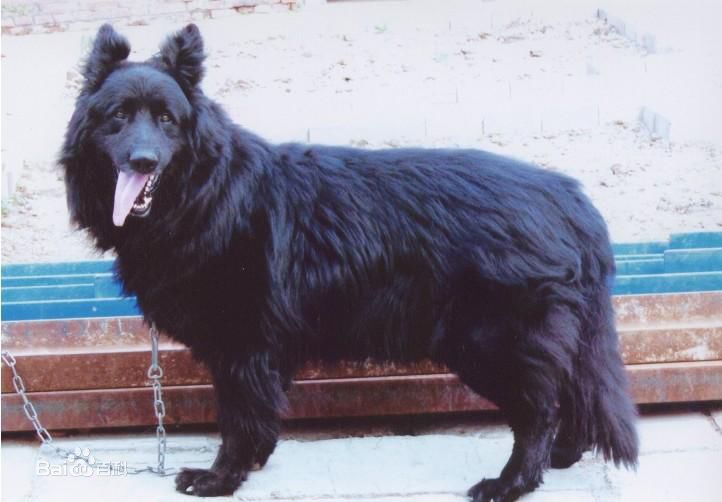 性格温顺的大型犬品种,宠物狗大型犬都有哪些品种