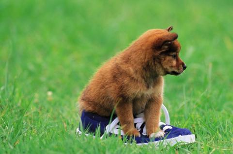 被狗咬到如何看出是否得了狂犬病,被自己的狗咬到会得狂犬病吗