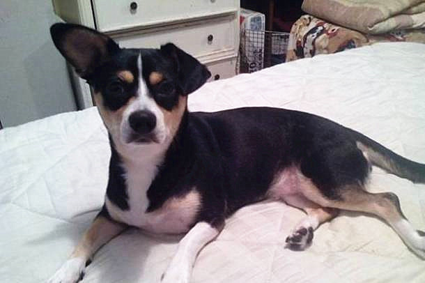 狗狗立耳不起来是什么原因,狗狗已经立耳了隔了一天又不立了