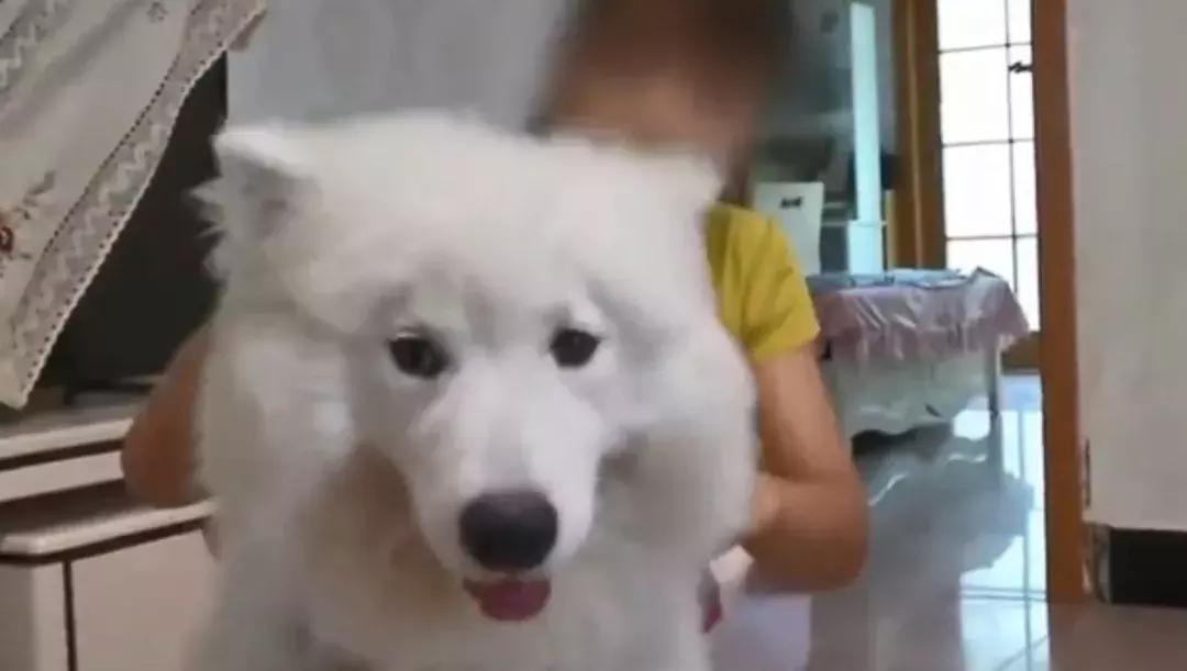 备孕家里的毛孩子怎么办,毛孩子发情期注意事项