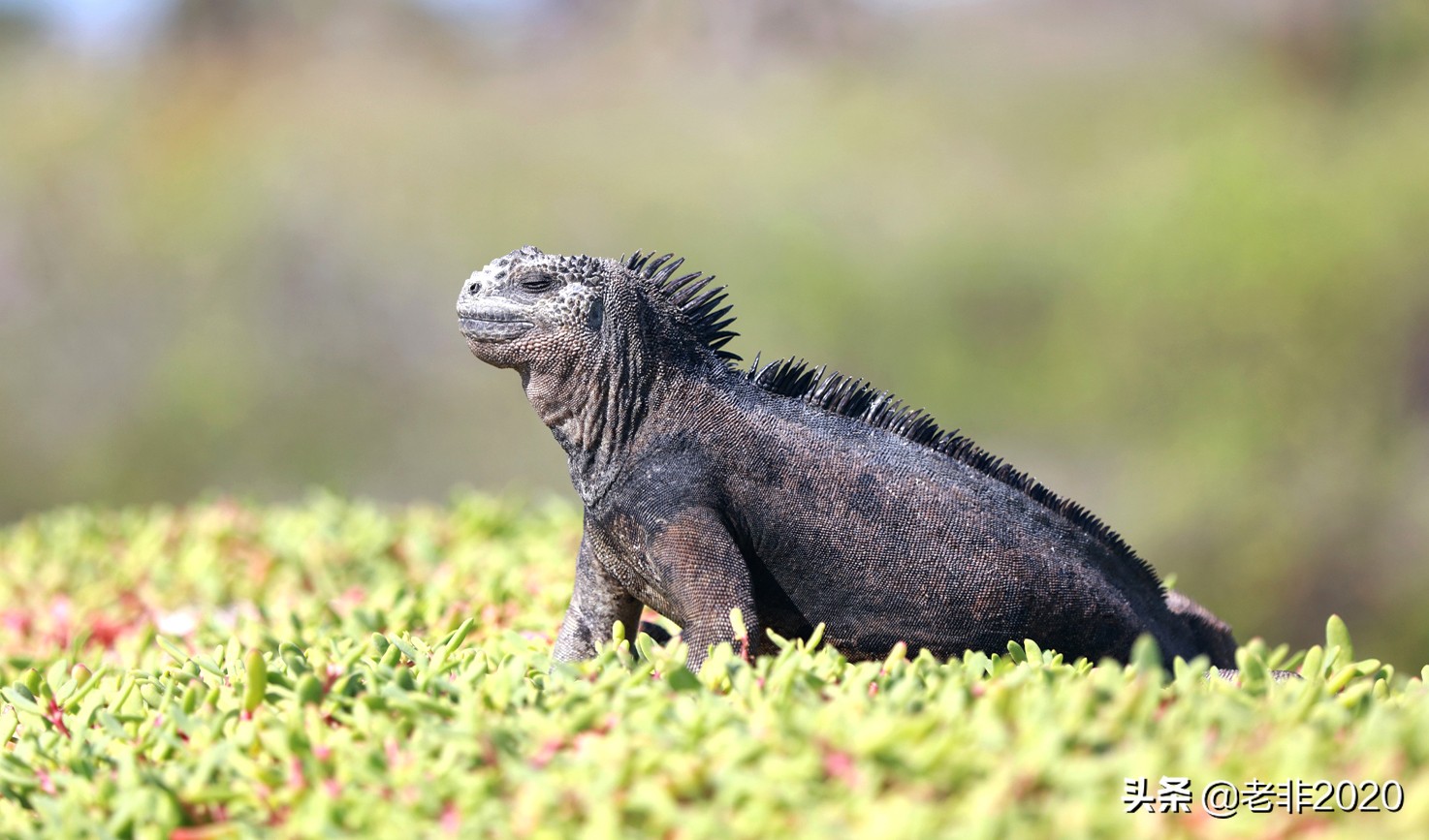 你根本想不到,出国旅游的中国人到底带了啥,会被海关扣押