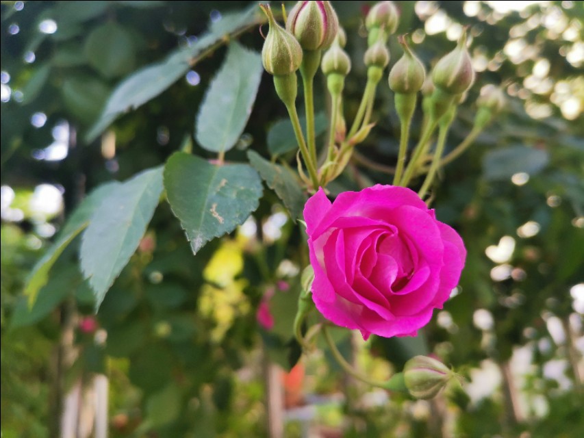 口语交际名字里的故事三年级,丫丫求学系列