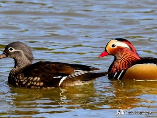 鸳鸯鸭该怎么养殖？和饲养管理要点