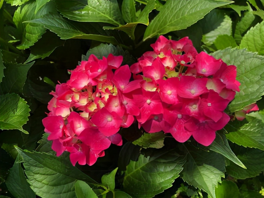 种无尽夏绣球,无尽夏绣球花苗怎么养