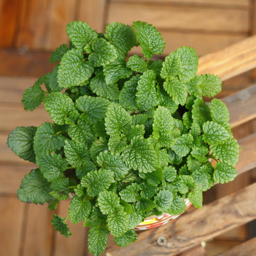 薄荷生长旺盛小技巧,盆栽薄荷有什么效果