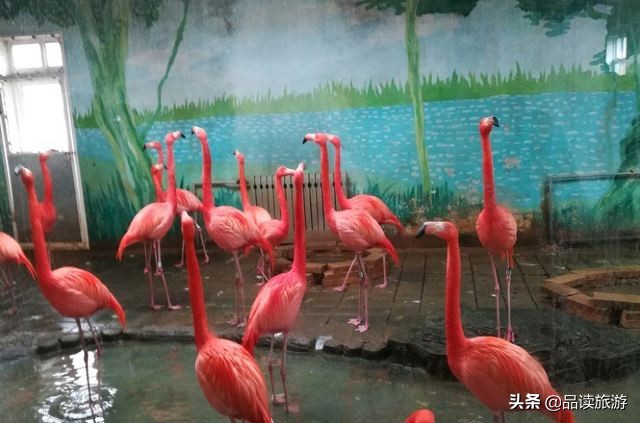 开了动物园,开了个动物园