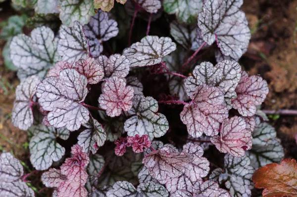 银白色的植物有哪些,草本类观赏植物