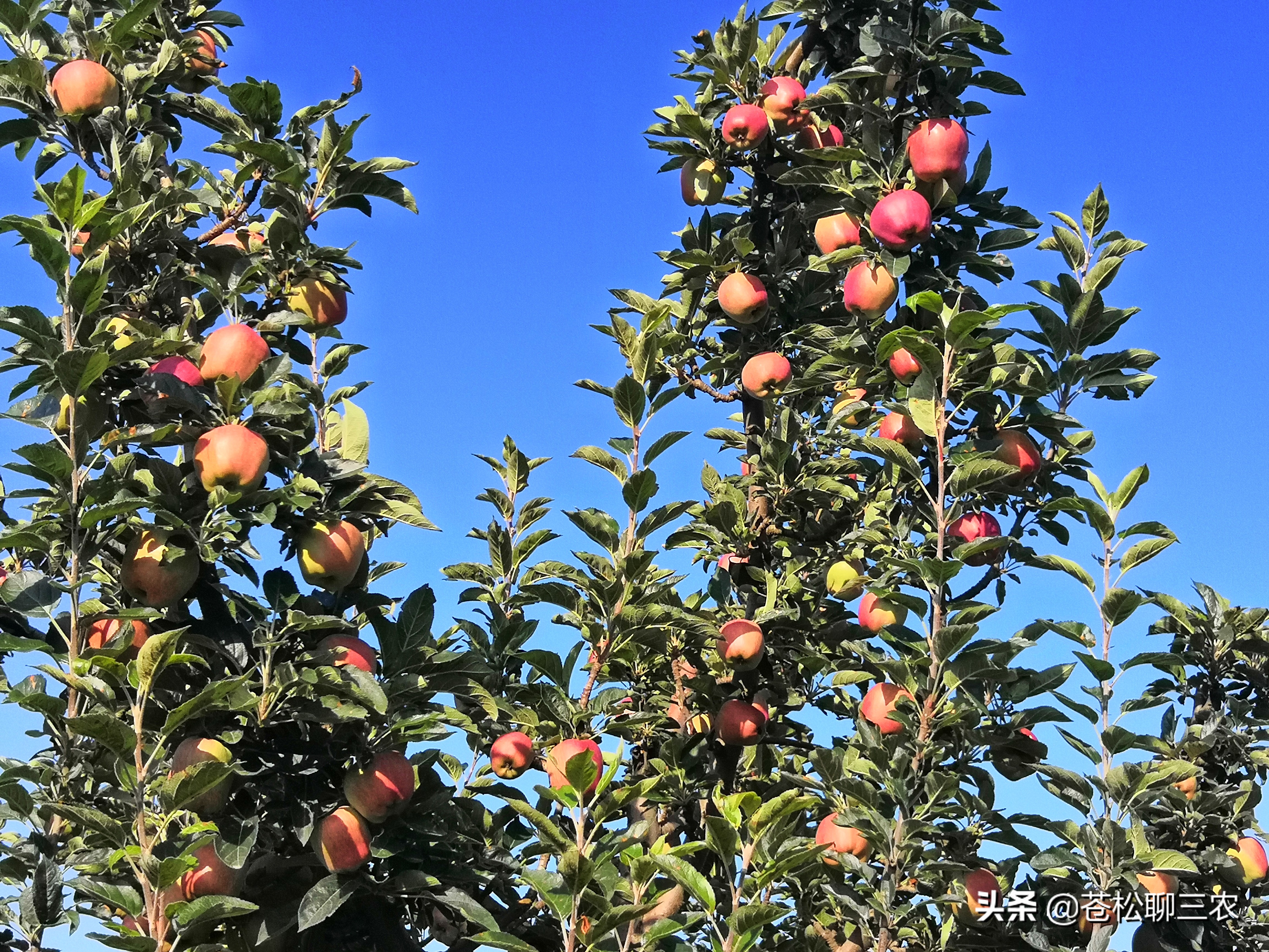 树裂口怎么回事,果树枝干裂皮什么原因