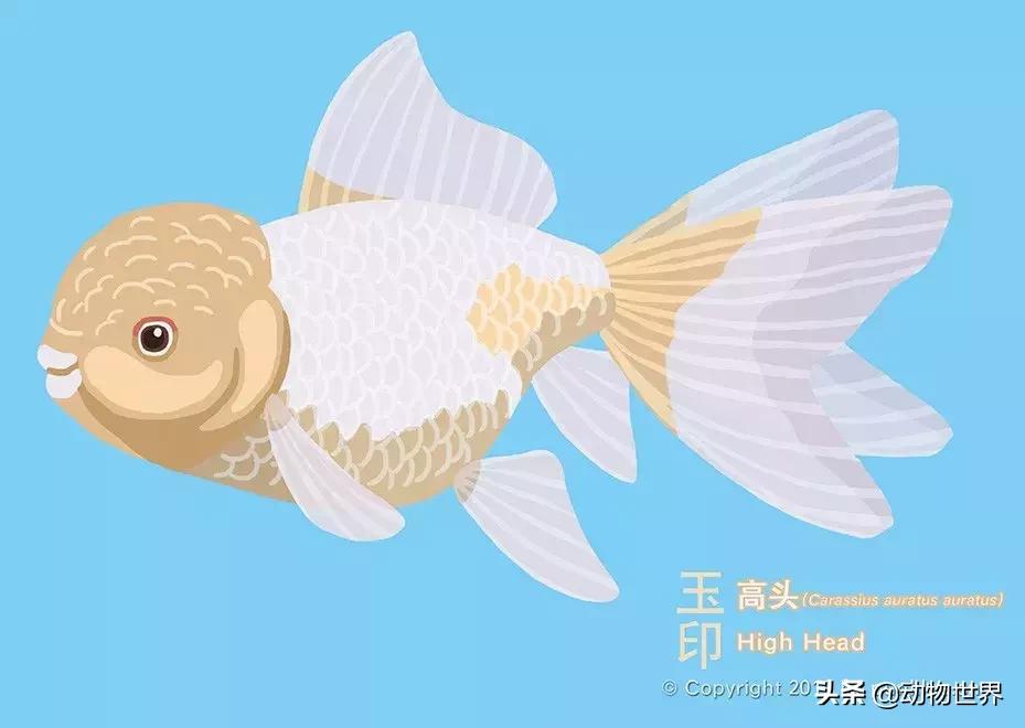 金鱼品种介绍之龙睛高头,金鱼狮子头品种图片大全集