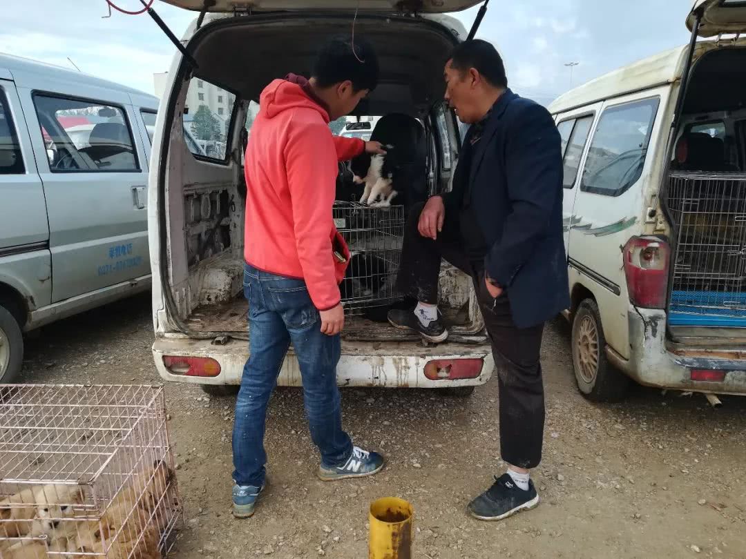 男子第一次来狗市，被套路了都不知道1300元购买了边境牧羊犬！