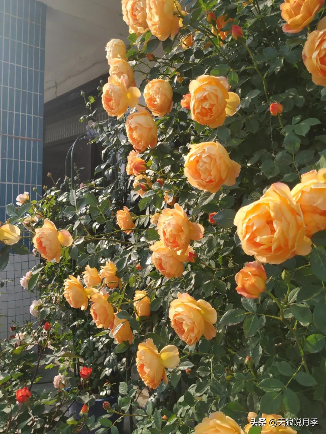 花友家的春花都开爆爆爆了，快来云赏花！（上）