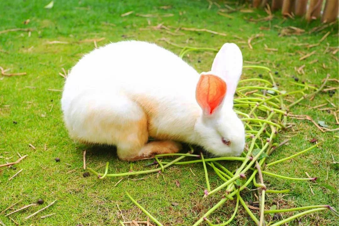 陵水香水湾阿尔卡迪亚酒店,海南香水湾都有什么酒店