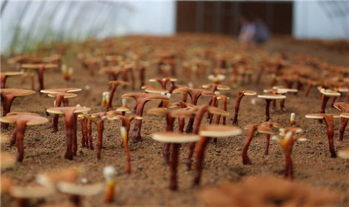 神农本草经中灵芝记载原句,神农本草经里面的灵芝图片