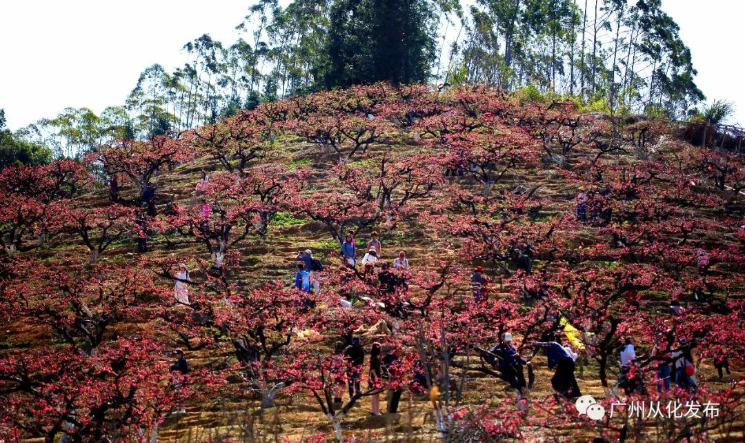 从化吕田美食攻略,从化吕田特色美食有哪些