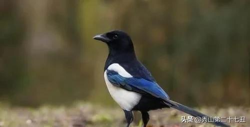 为什么老鹰等猛禽不吃喜鹊,老鹰毒蛇都敢吃为何喜鹊不敢呢