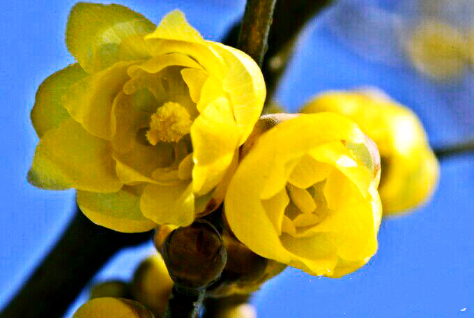 腊梅迎春绽放满园幽香扑鼻,腊梅花香清香扑鼻