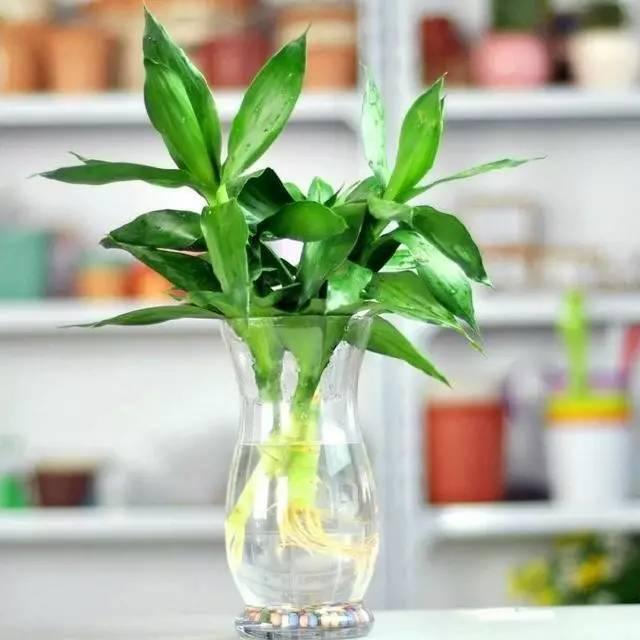 富贵竹叶片泛黄还能恢复吗,富贵竹叶片黄了怎么办