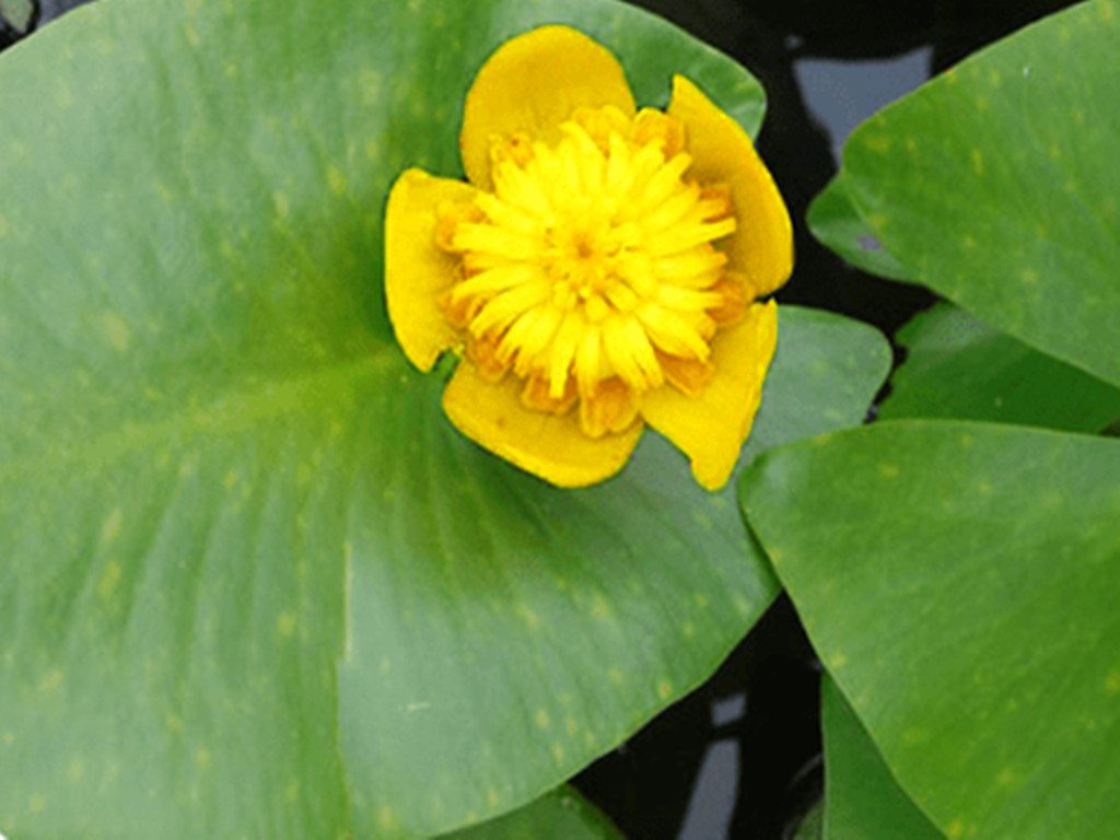 四季水培睡莲荷花盆栽的种植方法,荷花睡莲花色鲜艳非常好养