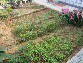 清明过后适合露天种哪些作物,清明节后谷雨前种什么农作物最好