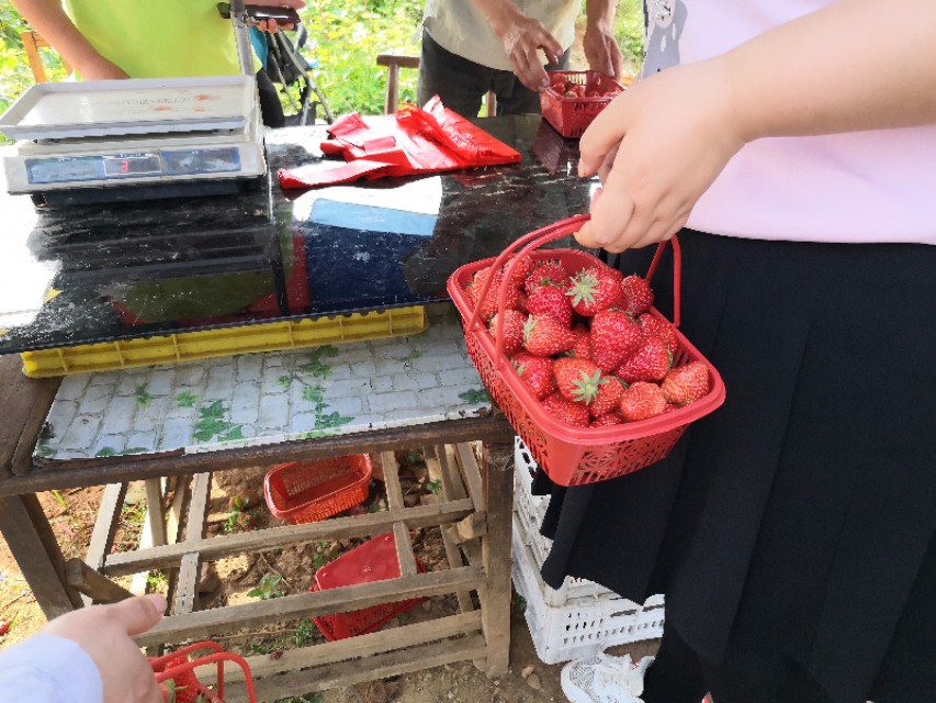 长沙附近摘草莓的地方在哪里,长沙开福区周边摘草莓的地方