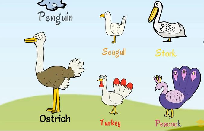 关于动物的英语单词100个带图片,英语常用词汇整理