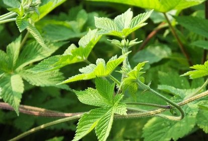 105种野草图片大全,105种野草的图片功效与作用