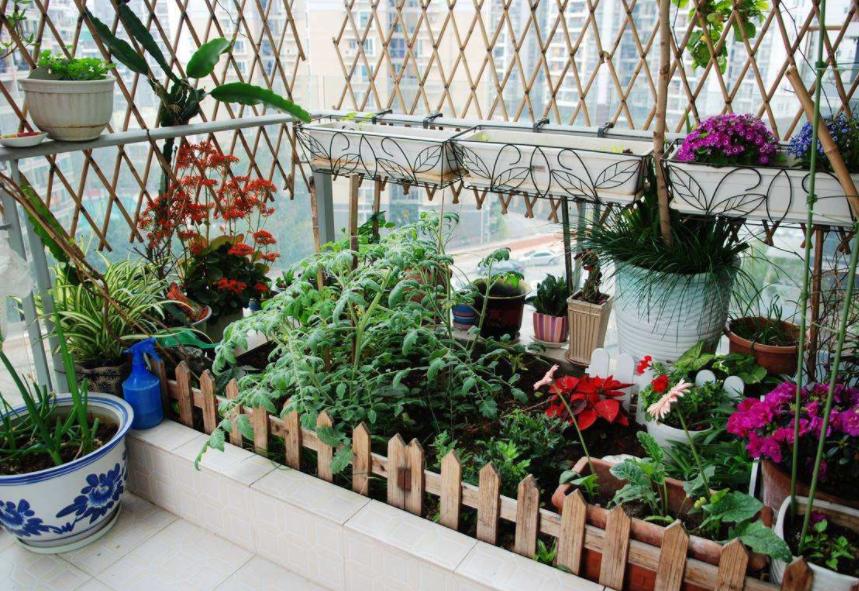 生姜种在阳台风水,庭院种生姜风水