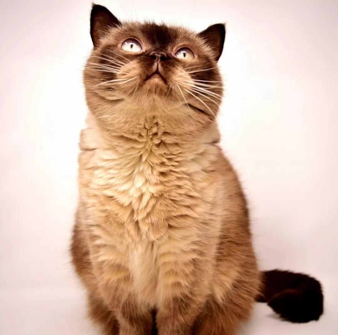 英短和英短矮脚猫的区别,梦到憨厚呆萌的大脸猫