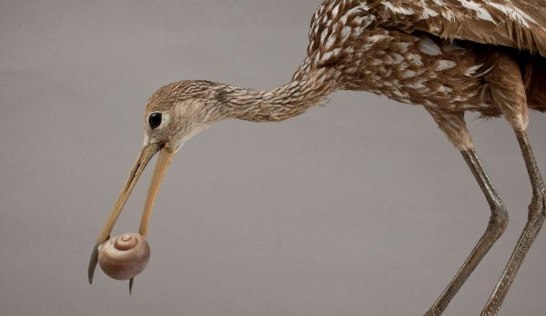 动物界顶级“房奴”,蜗牛从出生就要为了外壳努力,不惜得罪人类