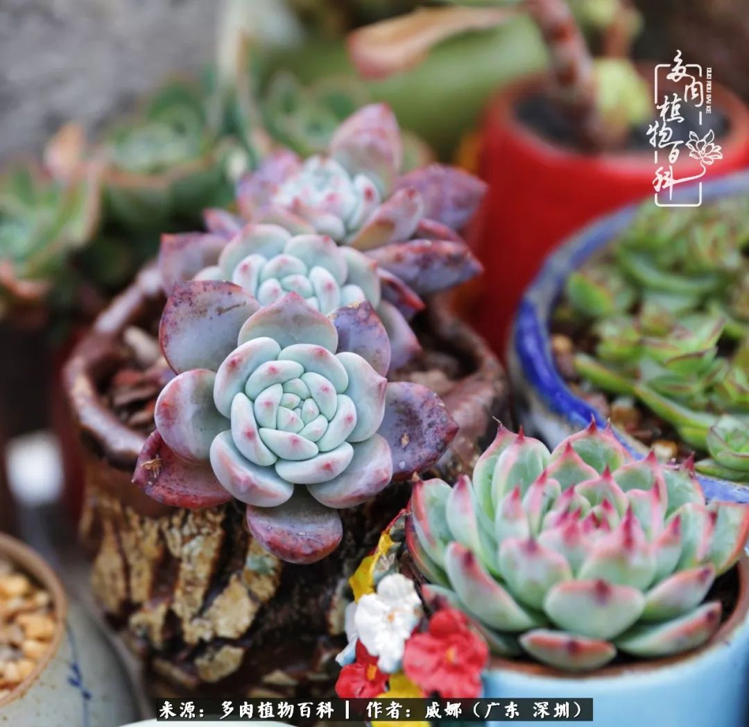 笼子里的多肉,露养的多肉和室内的多肉区别