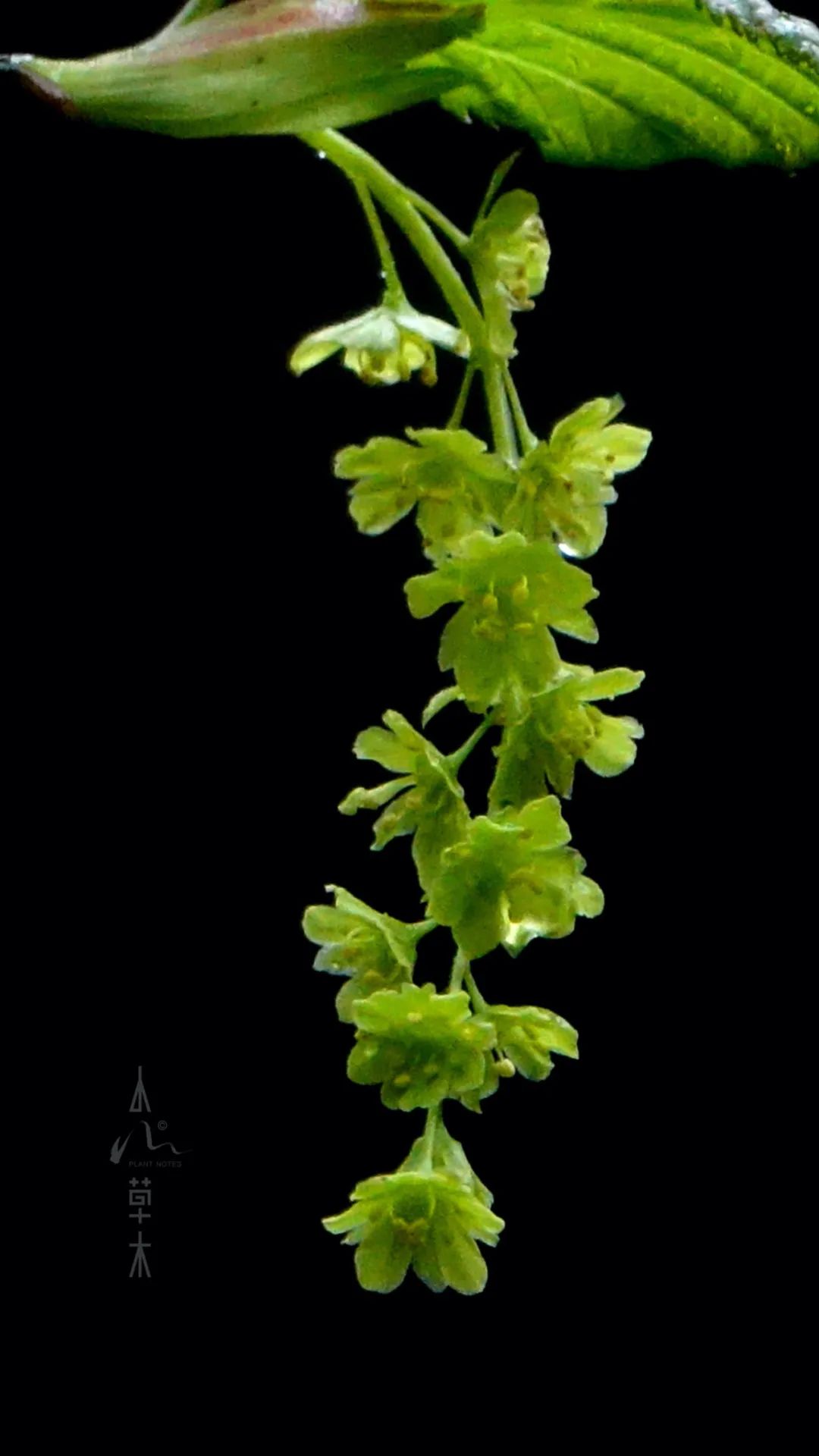 四明山龙观山,四明山国家森林公园樱花