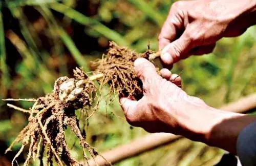 秦岭采药人有声小说,秦岭采药人听书