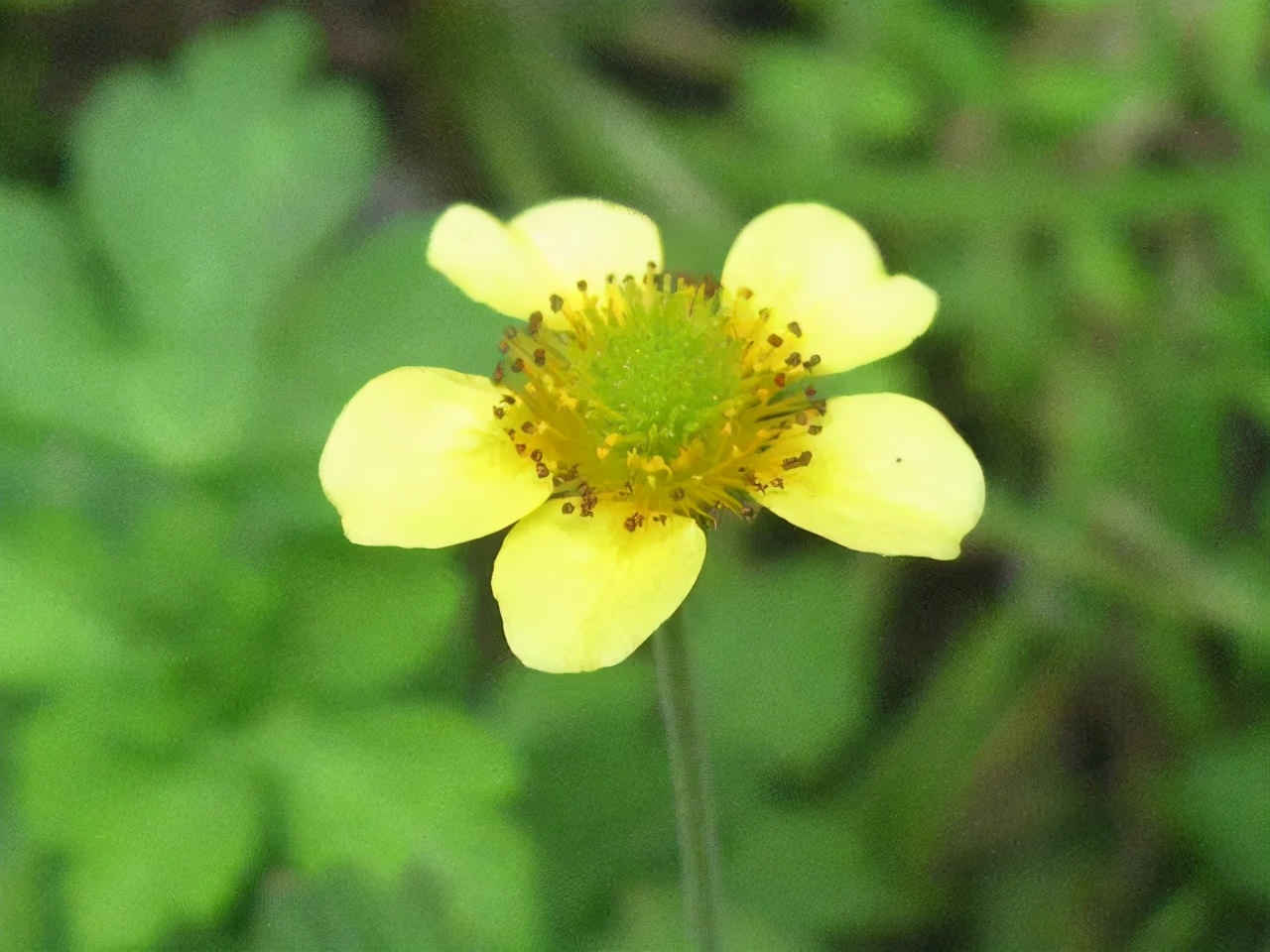 什么花适合送生日花,你的生日代表的花朵及寓意图片