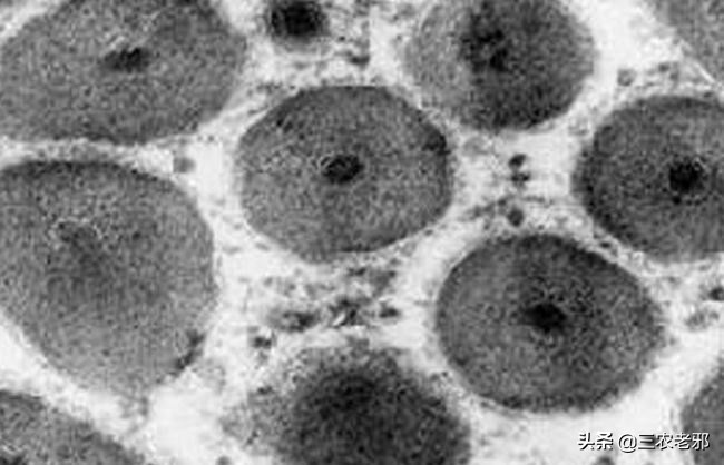 家蚕脓病用什么药治疗有效果,蚕血液性脓病最佳治疗方法