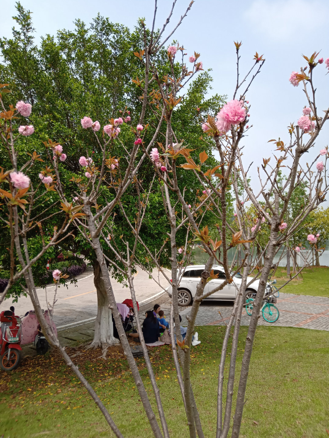 福州大学就像一座大公园，风景美到爆！最美的世界一流学科院校