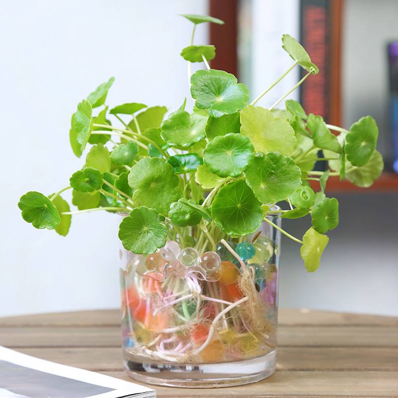 旧茶杯适合养什么,适合茶杯小盆栽