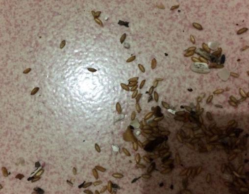 小米起虫如何处理,小米里长小黑虫怎么办