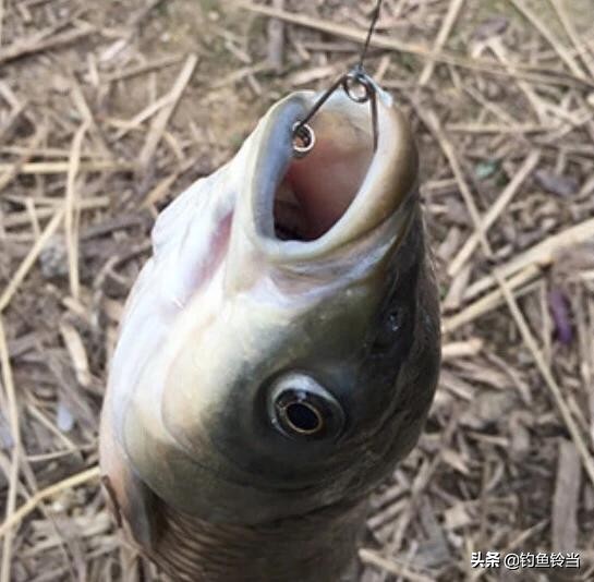 钓法知识视频,传统钓鱼钓法技巧视频