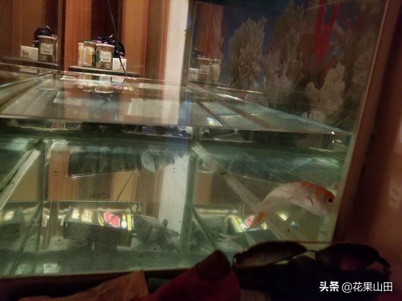 草金鱼尾巴下垂是怎么回事,草金鱼变弯曲死掉了是什么原因