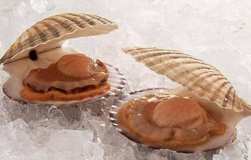 扇贝图片及简介,扇贝的另一个叫法