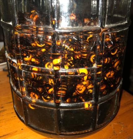 广东有马蜂酒吗,广东人的药酒酒量