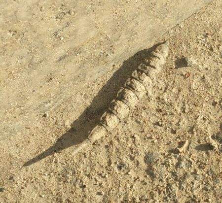 看着像个大苍蝇，叮马叮牛还叮人，晒干就是好药材，小记牛虻