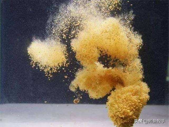 手竿钓鲢鳙最有效的方法,手竿钓鲢鳙的正确方法与技巧