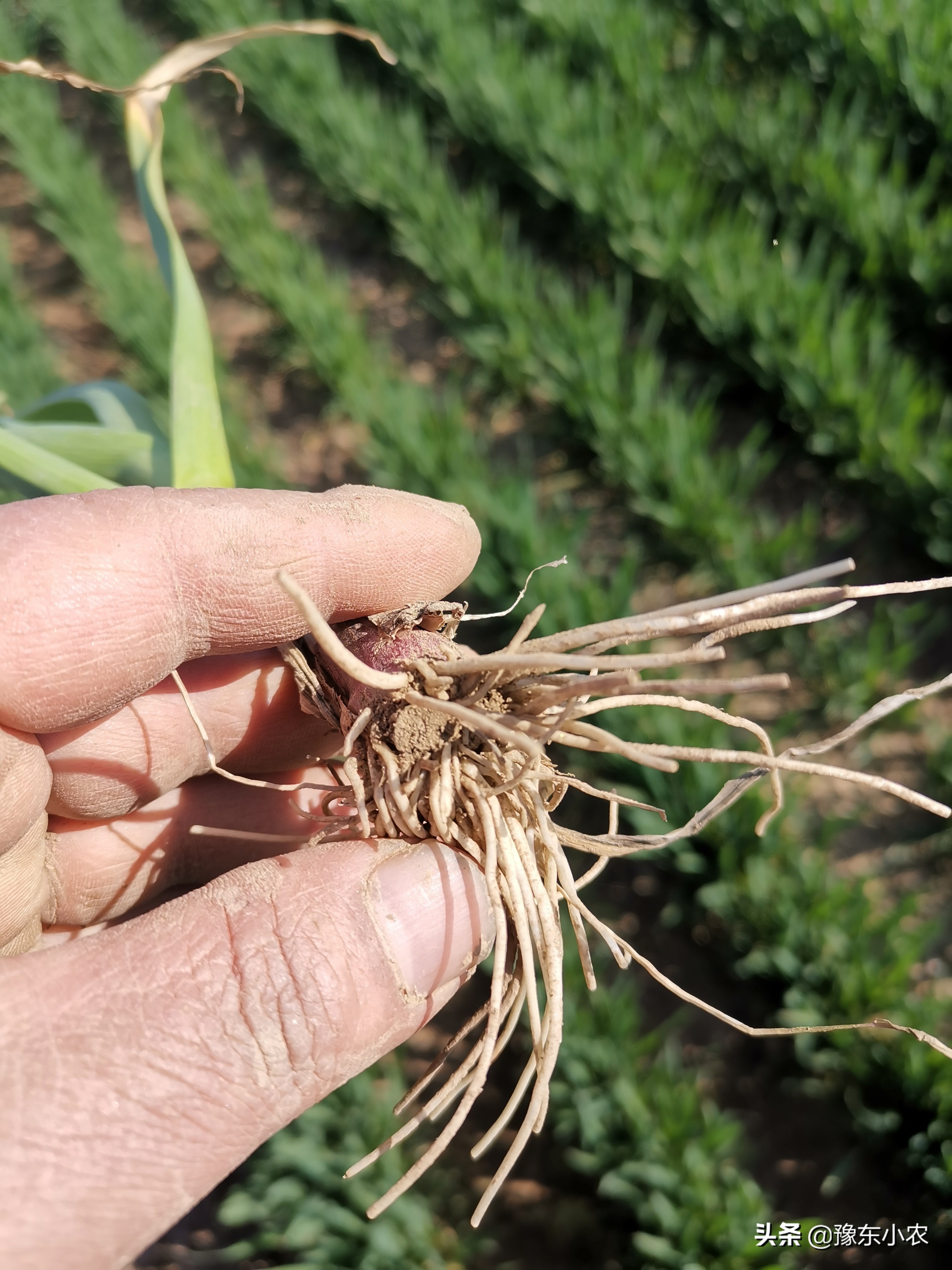 大蒜返青期根部病害,大蒜出芽后苗黄苗弱