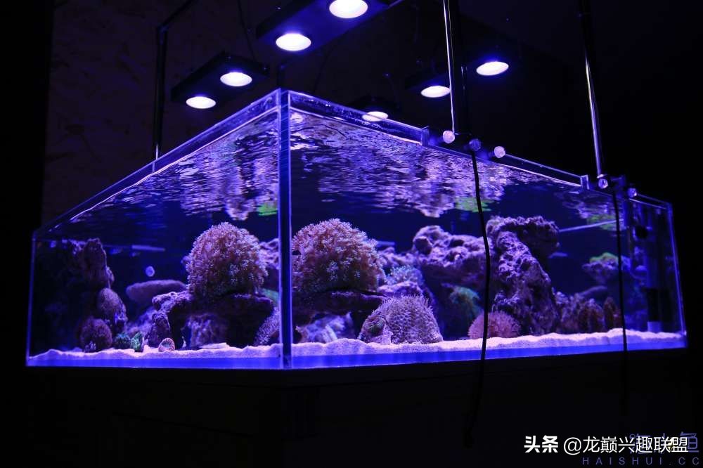 从零开始玩海缸的方法,从零开始玩海缸全过程